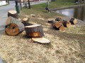 Kácení stromů v Květnici Kácení stromů v Květnici